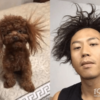 在家理发大赛？狗：生活终于对我下手了