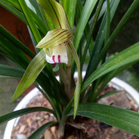 ���뻨һ���¶�