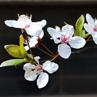 ������ɫ