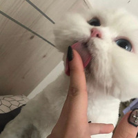 ��è����Ҳ̫�ʲ��˰ɹ�����������