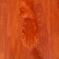 �������飡�����ҳ���������è�乷����������ʱ���Ҳ���