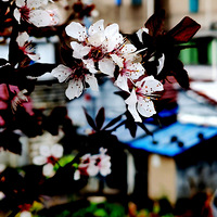 ���Ļ���