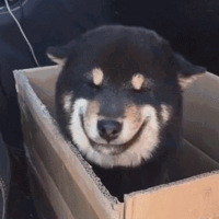 ����6000����һֻ��������ȫ��΢Ц����Ц�Ĺ�����Ҳ����