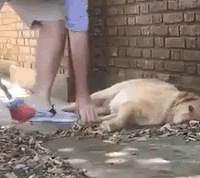 ��ʺ�ٸ�����ȡ��Ϊ��Lazy�����������ĳ���һͷ��������