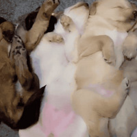 ��һ�칷������˯�˴��ͣ�����������һ��Цһ�Σ�