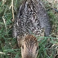 ������������������Ȧ��ҫ�����......
