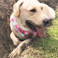 ��Ϊ���飬��Щ�������ڴ���Ĺ��ӣ����û�����