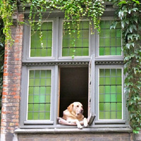 ��ֻ�����ڴ���һſ���Ǻü��꣬�����˵�Ӱ����Ϊ��һ���羰��