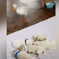 ��Ħ���˼����������ɰѼ���Ĵ�켤�����ˣ��ⲻ�����ҵĺ��Ӱ�