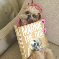 ͷѣʩȮMarnieȥл
