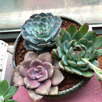 ֲ���ڼ��������³�Ա