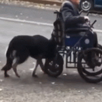 �������������˼������Σ������æ���ܣ����ˣ�ֻ�������İ���