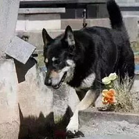 ��������·�߰�Ȯ�ֹ��ػ���1ֻר���ֻ���1ֻ����վ��