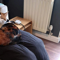 ��㱻è�����Ĳ�ʺ�٣����ڶ�è�����ˡ�