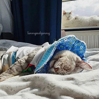 ��������60��ġ�����è����ȴ�ں��ֵܵı�����������������