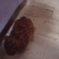 ����һֻС������ˣ����ѣ��⹷��ôûƨ�ɣ�