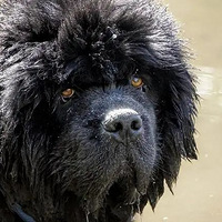 ������Ȯ���еĺ���Ȯ�֣�Ŧ����Ȯ�������������Ĺ�