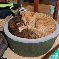 ��ֻ�껨��������˯�������ٿ���ҲҪ����ȥ���껨���������ˣ�