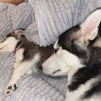 ��ֻ�����ڼҷ�������������ֻ���ӳ���������������Ű���ģ�