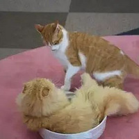 ����ͬ��ҧ�˺��������ַ�����ͬ��ֱ�Ӿ͡�����