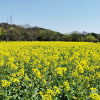 ������Ļ���