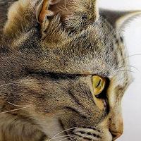 �����ò�ɫǦ�ʻ���è����ϸ�ڴ�����Ҳ̫���ˣ������棡