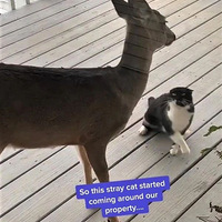 ��è��һ�μ�С¹�Ͱ��˼Ҵ򣬽��������ÿ��������С¹�棡