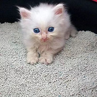 ��èɰ��ѡ����,��ô�ҽв�ʺ��?