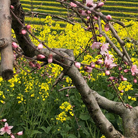 ͽ�����У�������ɽ�����Ͳ˻� ��Ӱ �Լ��� д��