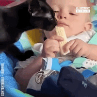 �������ڳ����ң�è��չ�ȥ���˳��������