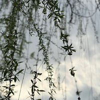 �������︴�գ����ﻨ�㣬����ʤ�ա�