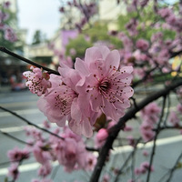 С����԰�ĵ�