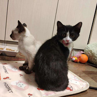 �賿�ĵ㣬�Ҽ�è������ȥèɰ���·��