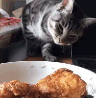 ����è֮������û�úóԹ�һ�ٷ�����