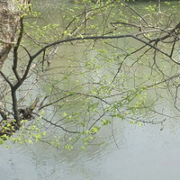 ������Ȼ