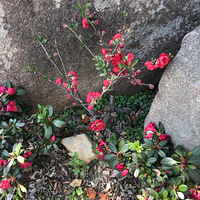 ɽȪˮ����ζ�е���