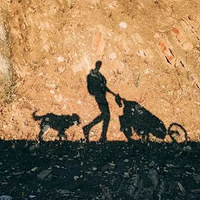 �����������Ҹ��飬��������һֻ�������α�37������