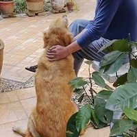 ���ھӴ���ÿ�춼��͵���ҵĹ���֪��ԭ����Ҹ�������һ���š���