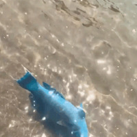 ��ʿ��ɢ��ʱ������һ����ǳ���㣬���������飬�������