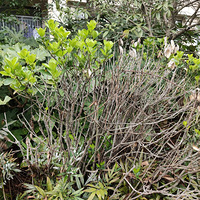 ����С���Ļ���