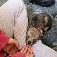 ���Դ�������Ȯ����ÿ�춼Ҫ��·�˽��ͣ�����Ĳ����ǡ�����