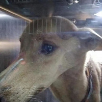 ����������28���ݵ�12�������Ӥ�����ϳԷ���������Ц��