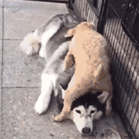 ���ʱ����ţ�����ܻ������ܶࡰ�蹷������