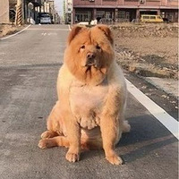 ÿ��ֻ��һ�ٷ�����ֻ��ʨһ��䣬���ش�76��쭵���100�