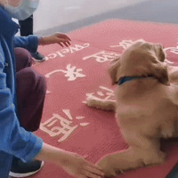 ��������һֻ���˴��ë����ɽ��ҽ�ƶ�ι����50����󣺴�����