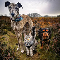 Ҫȥ¶Ӫ������è����һ����ϣ��������Ȼϲ�����ˣ�