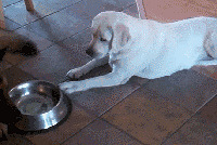 ��������ͽ�ë����һ�ֹ�����������Ϊɶ��ô����ѡ�������࣡