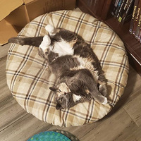 ����̨�Զ�ιʳ����è������ʳ��û�뵽èȴ�������ϰ�ߣ�