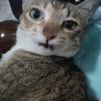 �ھ����飬��Ȼ����˵�Ҽ�è�󣡣�