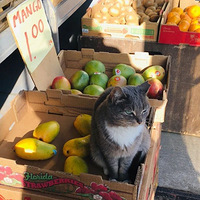 96��ĸ�׸�Ⱦ�¹ڣ�������èū�Ƿ��������������󡭳�ů�ģ�